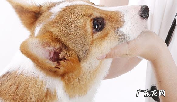 狗狗眼屎多怎么办?