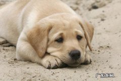 狗狗眼屎多怎么办？