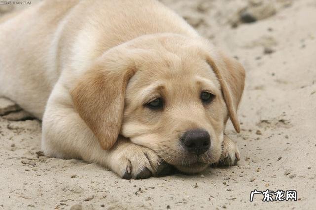 狗狗眼屎多怎么办?