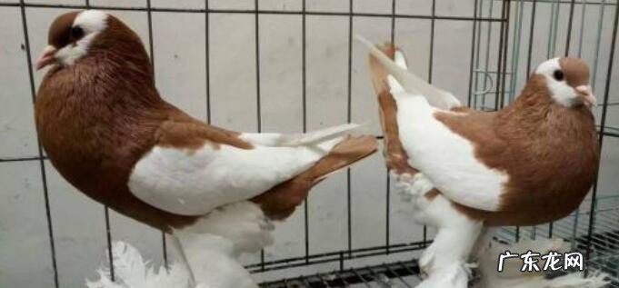 鸽子怎么养殖方法