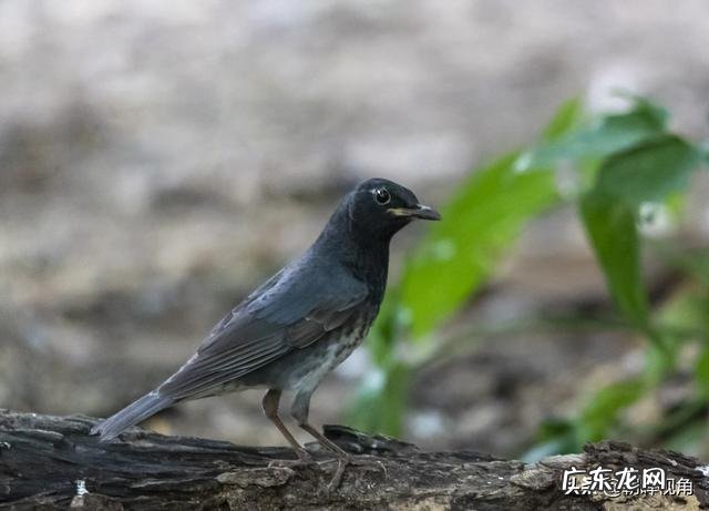 那些退休老大爷老奶奶每天扛着单反相机拍照,拍的好看吗