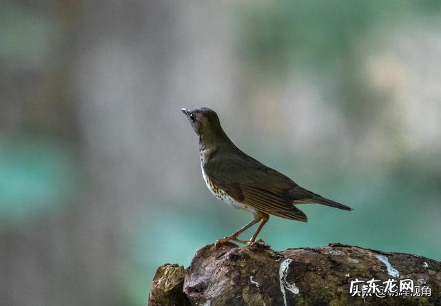 那些退休老大爷老奶奶每天扛着单反相机拍照,拍的好看吗
