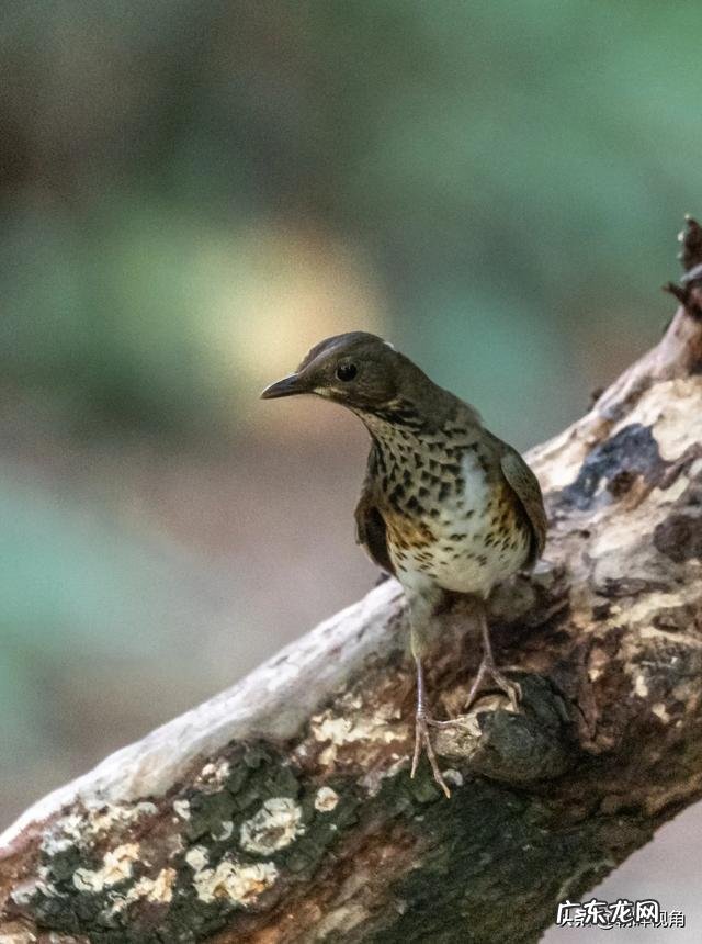 那些退休老大爷老奶奶每天扛着单反相机拍照,拍的好看吗
