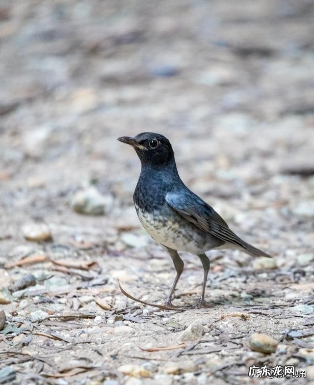 那些退休老大爷老奶奶每天扛着单反相机拍照,拍的好看吗