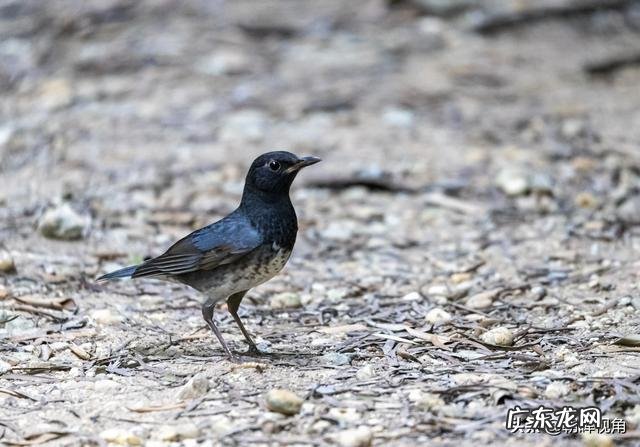 那些退休老大爷老奶奶每天扛着单反相机拍照,拍的好看吗