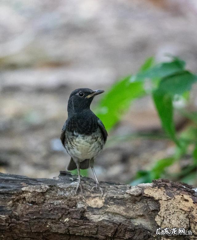 那些退休老大爷老奶奶每天扛着单反相机拍照,拍的好看吗