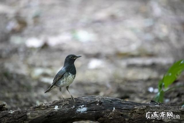 那些退休老大爷老奶奶每天扛着单反相机拍照,拍的好看吗