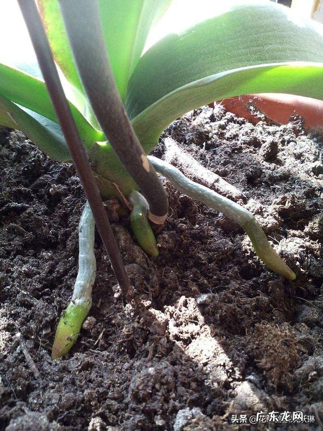 蝴蝶兰怎么浇水，我是想问干了如何浇？