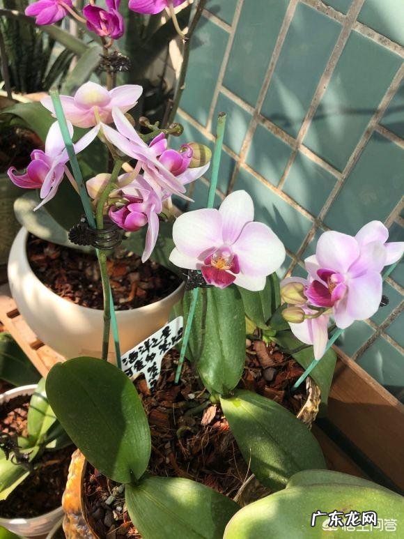 蝴蝶兰怎么浇水,我是想问干了如何浇?