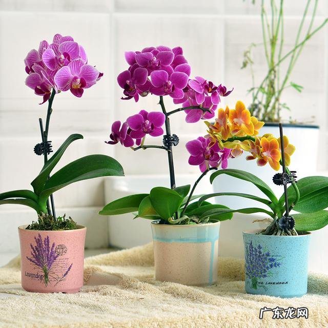 蝴蝶兰怎么浇水,我是想问干了如何浇?