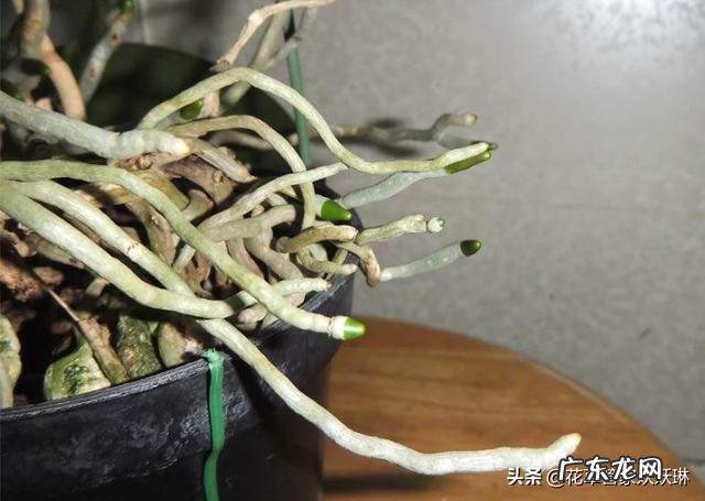 蝴蝶兰怎么浇水，我是想问干了如何浇？