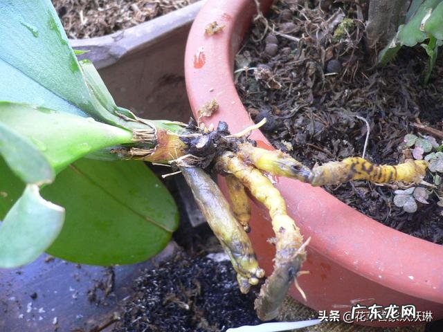 蝴蝶兰怎么浇水,我是想问干了如何浇?