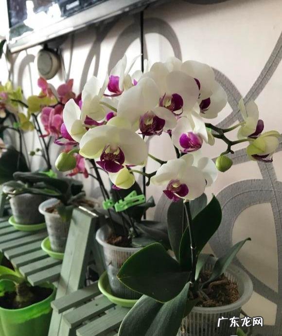 蝴蝶兰怎么浇水,我是想问干了如何浇?