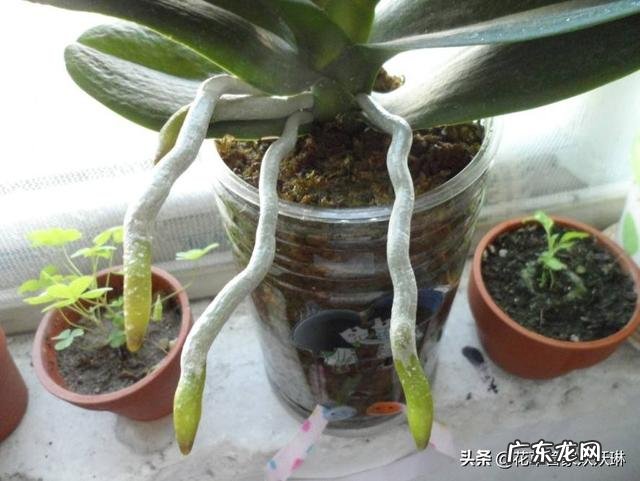 蝴蝶兰怎么浇水，我是想问干了如何浇？