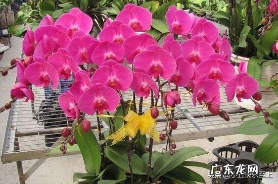 蝴蝶兰怎么浇水,我是想问干了如何浇?