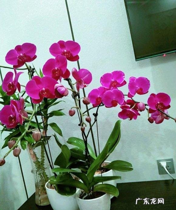 蝴蝶兰怎么浇水,我是想问干了如何浇?