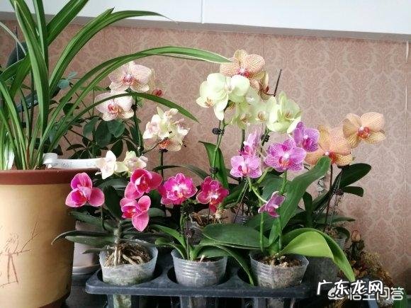 蝴蝶兰怎么浇水,我是想问干了如何浇?