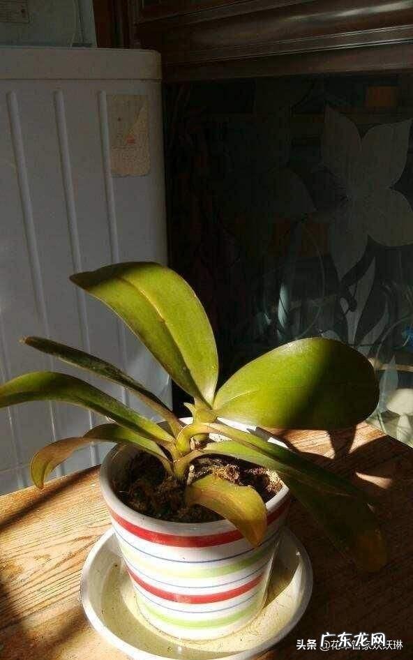 蝴蝶兰怎么浇水,我是想问干了如何浇?