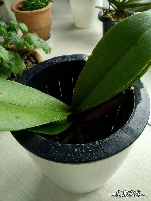 蝴蝶兰怎么浇水,我是想问干了如何浇?