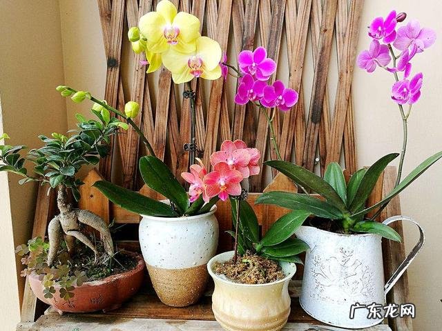 蝴蝶兰怎么浇水,我是想问干了如何浇?