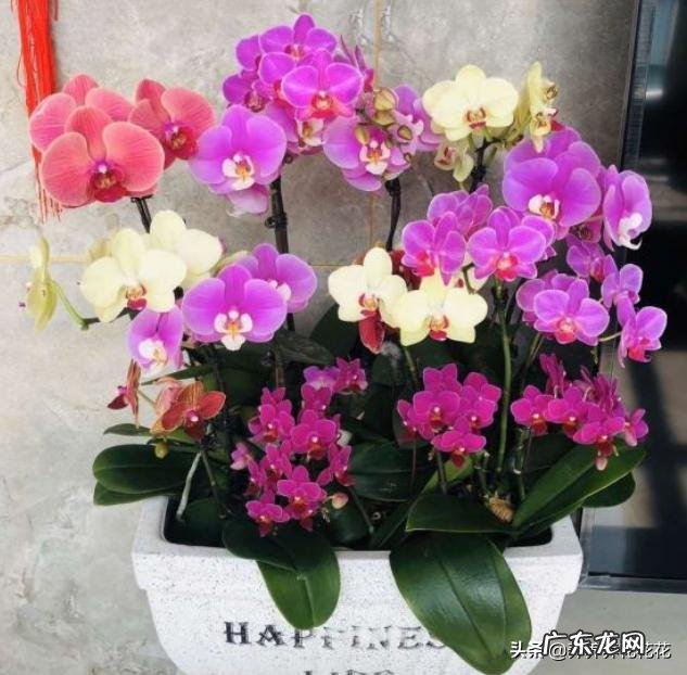 蝴蝶兰怎么浇水，我是想问干了如何浇？