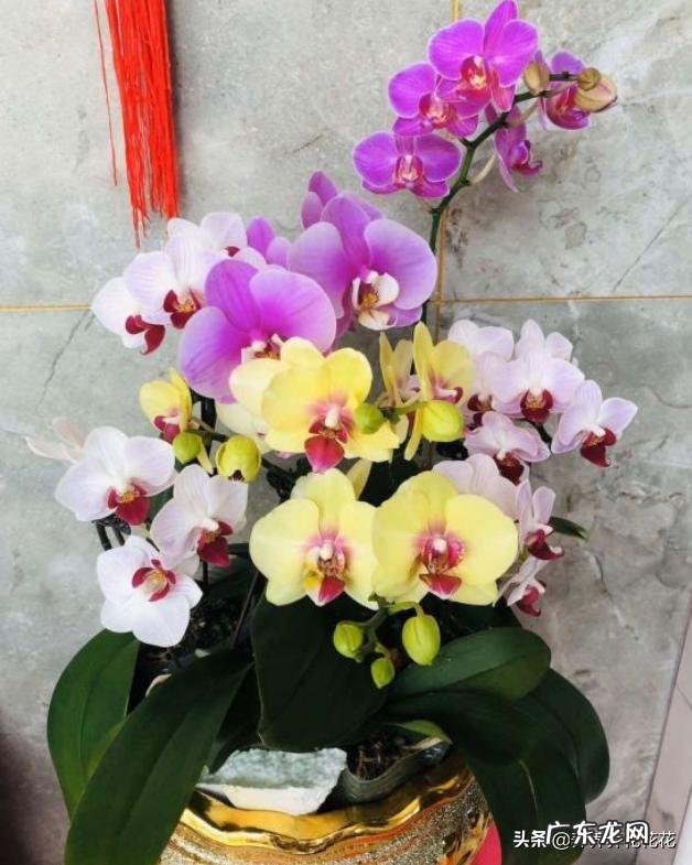 蝴蝶兰怎么浇水,我是想问干了如何浇?