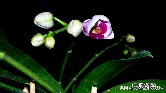 蝴蝶兰怎么浇水，我是想问干了如何浇？