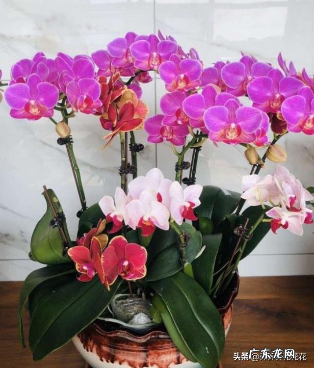 蝴蝶兰怎么浇水,我是想问干了如何浇?