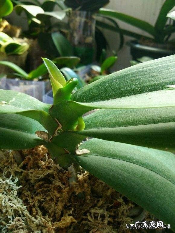 蝴蝶兰怎么浇水,我是想问干了如何浇?