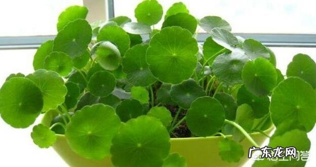 水培铜钱草要怎么养？