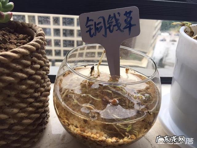 水培铜钱草要怎么养？