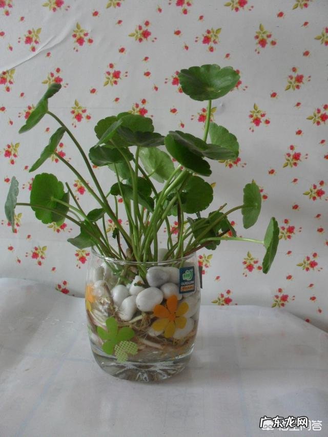 水培铜钱草要怎么养？