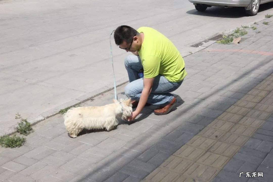 想学训犬在哪学