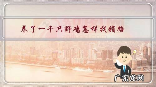 养野山鸡1000只利润多少 养了一千只野鸡怎样找销路?