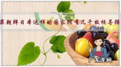 如果朝鲜日本这样的国家拥有几千枚核导弹？对世界会有什么影响？