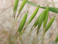 血钻野燕麦的功效与作用