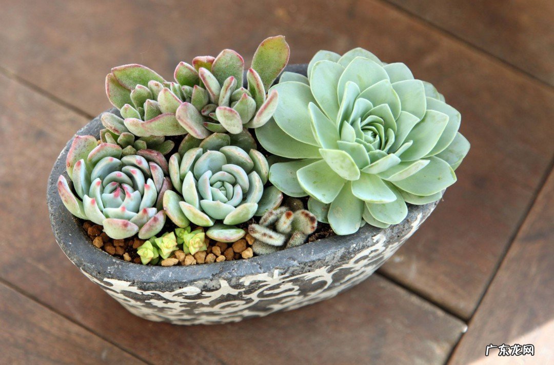 多肉植物也就是多肉多浆植物吗