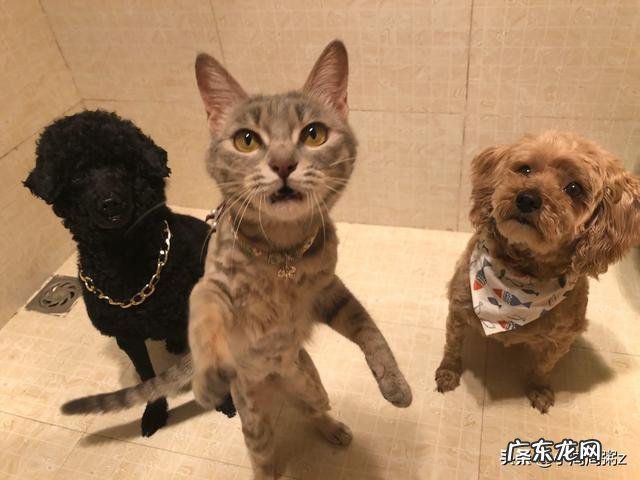 农村老家养了大狗、小狗、猫，怎么才能让它们和谐相处