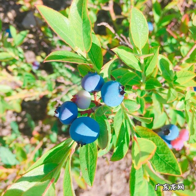有爱吃蓝莓的吗？欢迎留下你的故事~？