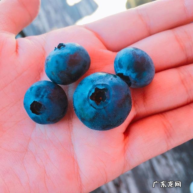 有爱吃蓝莓的吗？欢迎留下你的故事~？