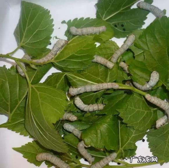 生蒲公英晒干后能与绿茶、红茶一起泡水喝吗对身体有哪些益处吗