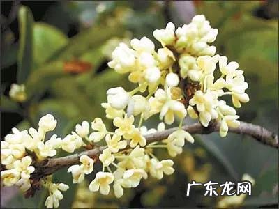 生蒲公英晒干后能与绿茶、红茶一起泡水喝吗对身体有哪些益处吗