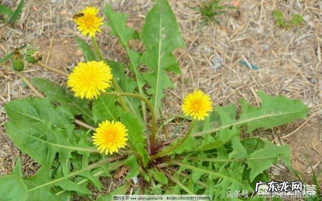 生蒲公英晒干后能与绿茶、红茶一起泡水喝吗对身体有哪些益处吗