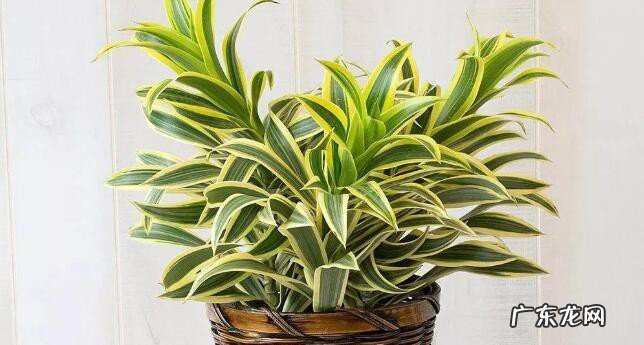 巴西木摆放禁忌