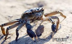 活螃蟹怎么保存过夜