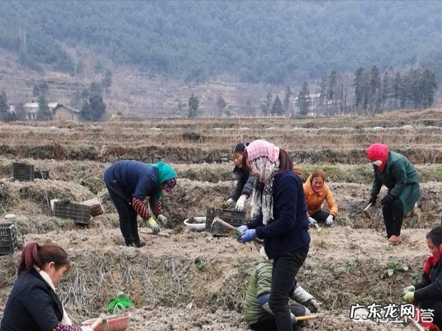 农村民谚说, “过了惊蛰节,锄头不停歇”,有什么道理吗?