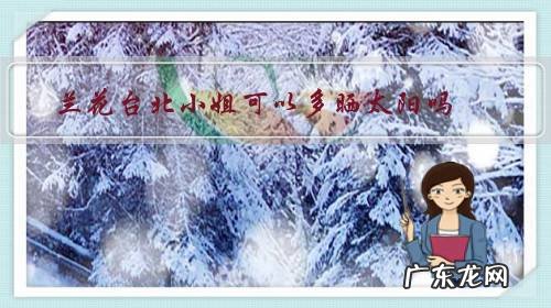 台湾小姐兰花养二年不开花 兰花台北小姐可以多晒太阳吗?