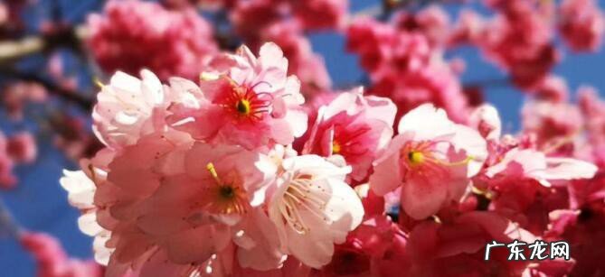 有关樱花句子短句