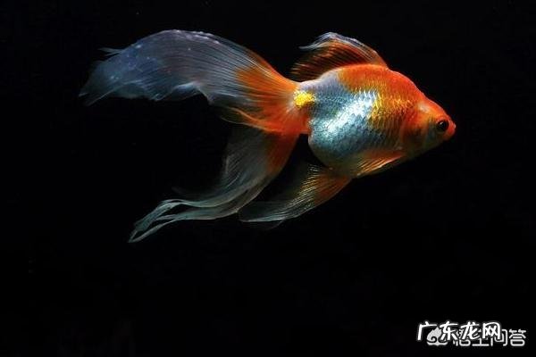 金鱼的养殖方法和注意事项有哪些？