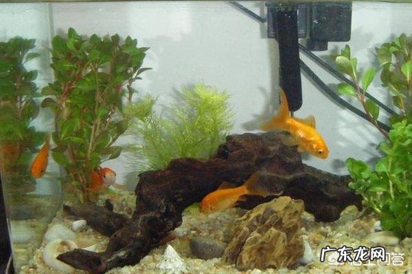 金鱼的养殖方法和注意事项有哪些？